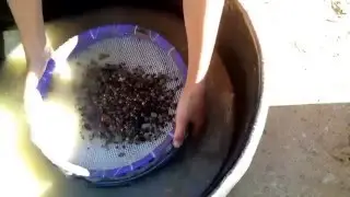 Diamond Bonanza as we sort Gravel from Crater of Diamonds State Park!!