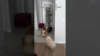 Реакция собак на мой уход
