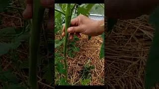 Пасынкование томатов
