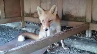 Лиса точит зубы. The fox sharpens its teeth.