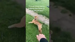 Proof That Bulldogs Aren't Lazy 😂