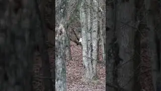 Rare Encounter: MASSIVE Piebald Whitetail Deer Captured on Camera in Ohio!