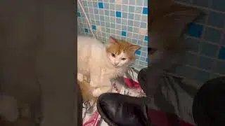 Деревенские будни