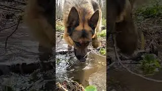 Рексіна. Весняне відео)