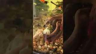 Feeding Time Community Aquarium #shorts #fishkeeping