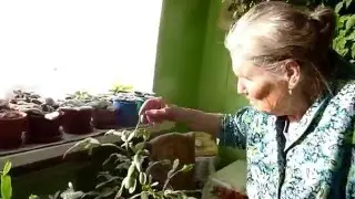 Не трогайте цветы декабристы, они этого не любят.