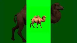 Bactrian camel walking green screen animation video 