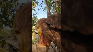 В каком возрасте лучше приручать орлов 🦅🦅🦅 #орланбелохвост