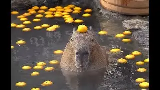 капибара