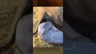 Rhino gives birth | The child immediately stood up