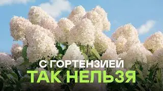 ПЫШНЫЕ гортензии нельзя вырастить без этого секрета!