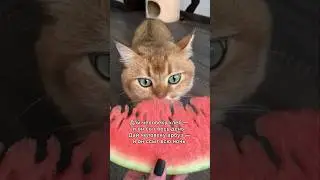 #cats