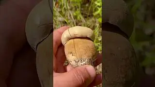 Грибника ВЗЯЛИ В ПЛЕН эти УБИЙЦЫ! Это БОМБА! Такого НЕ ОЖИДАЛ! Я в ШОКЕ и ОШАРАШЕН! Потерял ДАР РЕЧИ