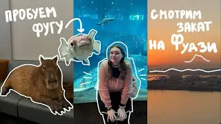 БУДНИ В ЯПОНИИ: кафе с капибарами, каникулы в школе и день рождения в Токио
