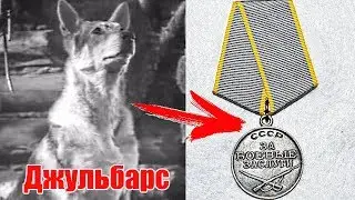 ЖИВОТНЫЕ - ГЕРОИ, КОТОРЫЕ СПАСЛИ ЖИЗНЬ ЛЮДЯМ на войне ч 1