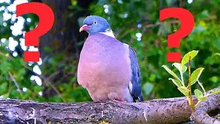 Как мы охотимся на вяхиря. Разведка, чучела, динамические приманки. Pigeon hunting.