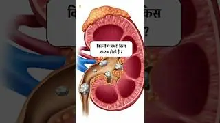 Most important gk questions about kidney 🤩👌#gk #gkinhindi #gkquiz #intrestinggk #shortvideo #shorts