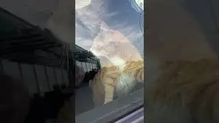 Котик-путешественник 😎 