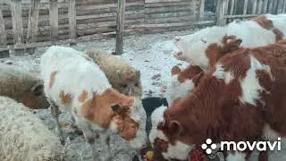 Эксплуатируем соседа и его трактор МТЗ 82
