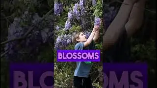 Wisteria - Deadly (and) Beautiful 