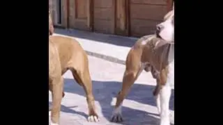 Мая дикая касандра