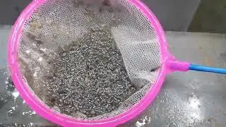Искусственное разведение чёртиков , кормление дискусов , фильтрация.
