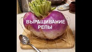 Репа Внучка и брюква Новгородская