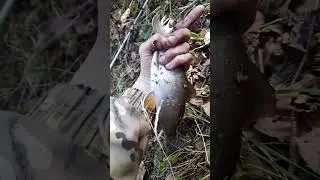 Самая большая форельевая в моей жизни. 38 сантиметров. Бошняково. Сахалин