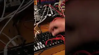 Queen of Pentacles short #modularsynth #endorphines