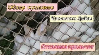 Отсадила крольчат от крольчихи. Обзор моих мясных кроликов. Крольчата #кролики_разведение #крольчата