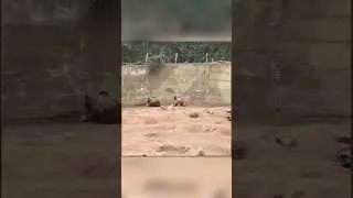 Кошка Попала в Вольер с Медведями