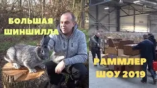 Анонс Европейской Большой Шиншиллы/Bundes-Rammlerschau 2019