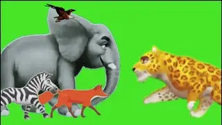 New birds and animal Stampede 2024 Green Screen #greenscreen #animal #stamped