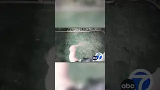 Пума Напала На Домашнюю Собаку