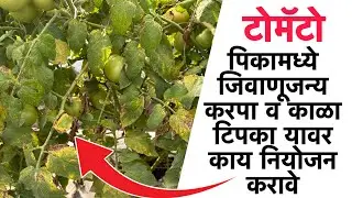 टोमॅटो मधील जिवाणूजन्य करपा साठी ही फवारणी करा / पावसामध्ये करपा नियोजन अस करा / tomato karpa