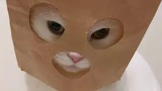 ЛУЧШИЕ ПРИКОЛЫ С КОТАМИ!!! СМЕШНАЯ ОЗВУЧКА КОТИКИ новое видео про котов 2019