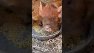 6 Week Old KuneKune Piglets 🐽🥰 #shorts #piglets #kunekune