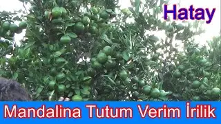 Mandalina Ağacı Gübreleme - Sulu İnce Kabuklu Kaliteli Mandalina Yetiştirmek-  Mandalina Fiyatları