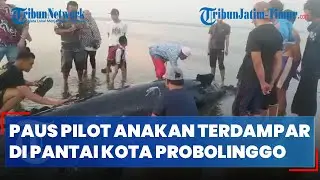 Paus Pilot Sirip Pendek yang Terdampar di Pantai Permata Pilang Kota Probolinggo Masih Anakan