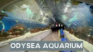 Odysea Aquarium | Scottsdale, Arizona | Exploring Aquariums |