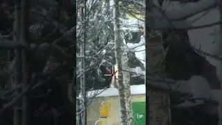 Твои чувства, когда купил тепловизионный прицел...