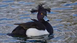 СЕВЕРКА ПОШЛА. Первый выезд на большую воду. Охота на утку. Duck hunting.