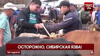 ОСТОРОЖНО, СИБИРСКАЯ ЯЗВА!