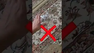 The Right Way of Picking up Budgie