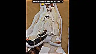 Find the real cat..! ☠️
