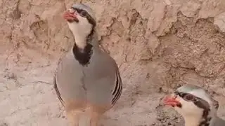 Чуча кариб маст шидестай