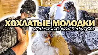 КУРЫ ХОХЛАТЫЕ И ГОЛОШЕЙКА! УТИНЫЕ ЯЙЦА КАК ИЗ ПУЛЕМЕТА! УТКИ НА ГНЁЗДАХ! КУРЫ И ИНДОУТКИ! 🐓🦆