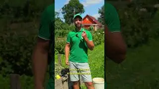 Хотите горы бесплатного рассыпчатого компоста всего за пару месяцев?