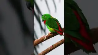Discover nearly 30 species of birds in the free-flight aviary! | Blank Park Zoo  #animalkingdom #zoo