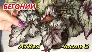 МОЯ селекция 🌺 БЕГОНИЙ ATRex ✅ Часть 2